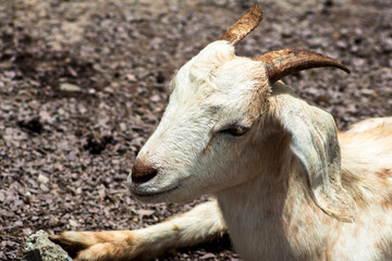 Baby Goat on confinement in Brazil. Portrait of a goat on a farm