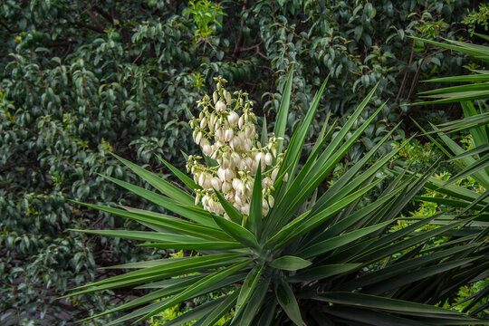 Yucca gigantea with scientific name Yucca elephantipes or Yucca guatemalensis. common plant in Central America the Yucca Gigantea or Itabo is used as an ingredient with a bitter flavor in Brazil
