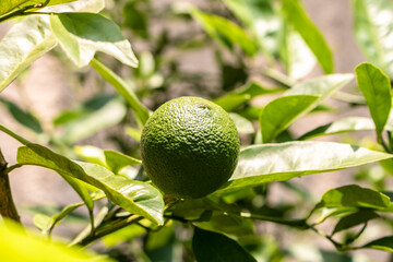 Green limes on a tree on a family farm in Brazil. Close-up of green citrus fruit, natural background. Nature concept