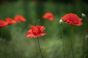 Czerwone maki na wietrze © Magdalena