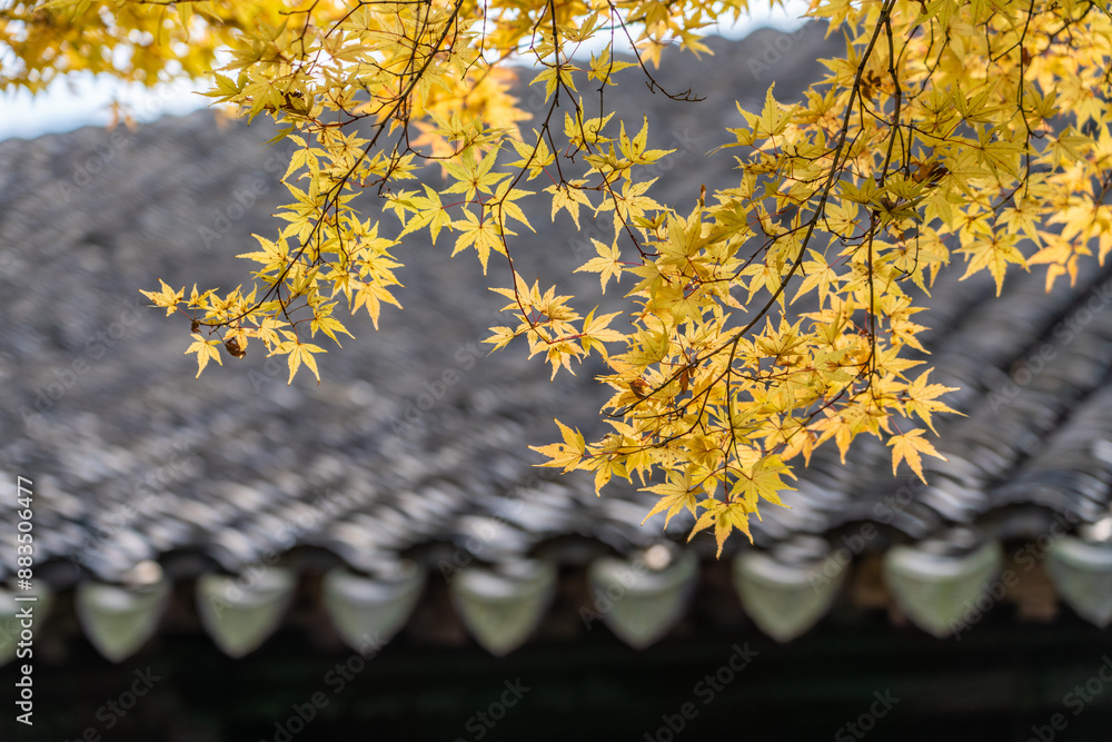 Wall mural autumn leaves in front of a temple