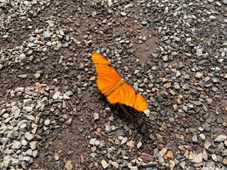 Julia Longwing Butterfly