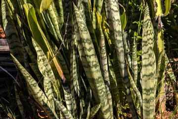 Beautiful green  Dracaena Trifasciata, most commonly known as the snake plant, Saint George's...