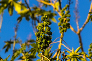 Castor beans plant on field in Brazi Ricinus communis seeds