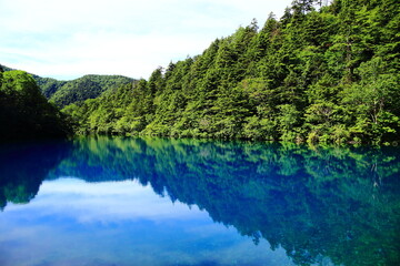 木に囲まれた青い池