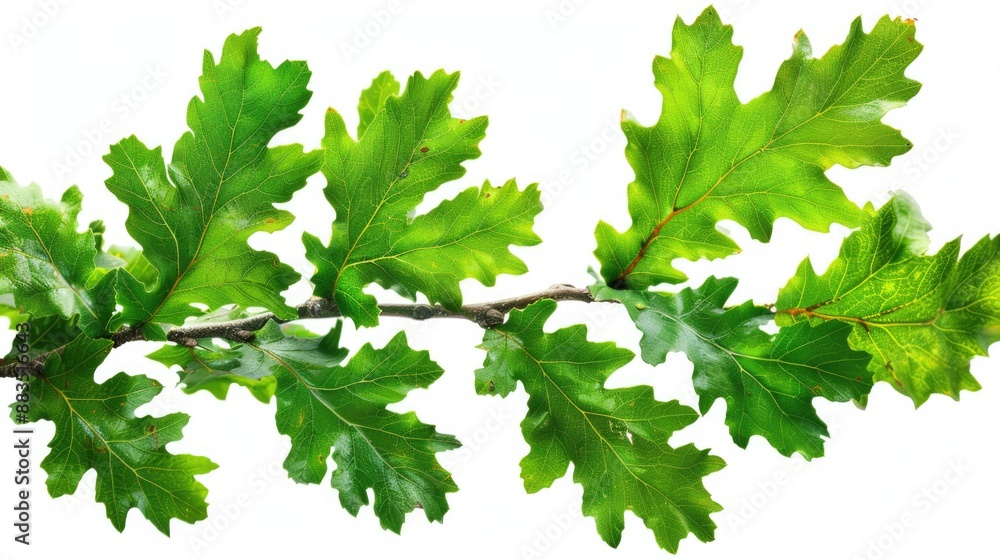 Poster a close-up shot of a branch with lush green leaves, suitable for use in nature or botanical themed d