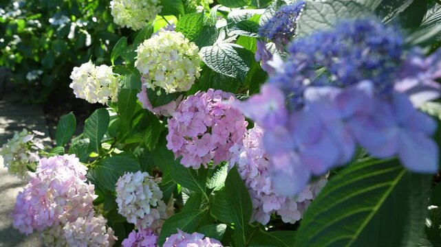 Macro shot of hydrangea