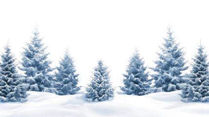 Winter coniferous forest on a transparent background