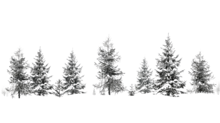 Winter coniferous forest on a transparent background