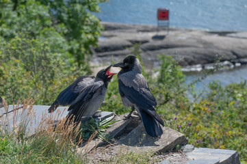 A crow parent returned to feed its baby.