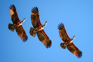 Fototapeta premium Group of birds flying together through a clear blue sky, great for backgrounds or travel scenes