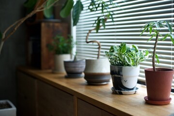 窓辺に並べた鉢植えの観葉植物