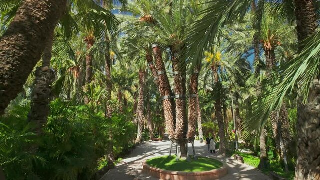 The Imperial Palm Tree in Huerto Del Cura botanical garden, Elche, Spain