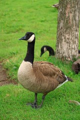 Canada Goose（カナダ雁）