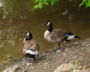 Canada Goose（カナダ雁）