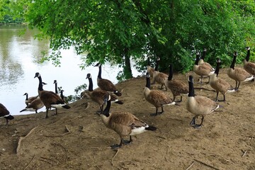 Canada Goose（カナダ雁）