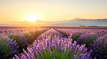 Fototapeta premium A vast lavender field stretches towards the horizon with the sun setting over distant mountains, offering a picturesque view that combines nature's beauty with calmness.