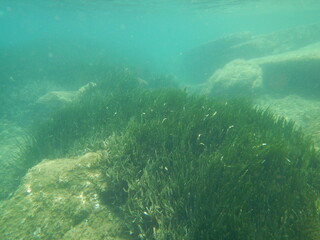 seagrass meadow on sand 