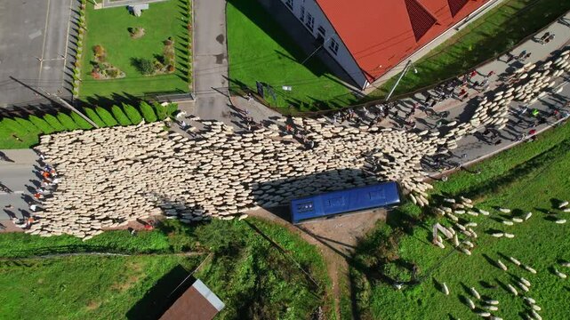 Traditional Redyk day celebration in Szczawnica, Poland