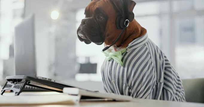 Office, service and dog with laptop, headset and online networking for support animal at desk. Consultant, agent or Boxer at computer at call center with professional career in pet friendly workplace