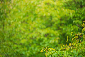 Green natural background thin focal part of plants and blurred background