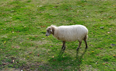 Obraz premium lone sheep in meadow with november sun 
