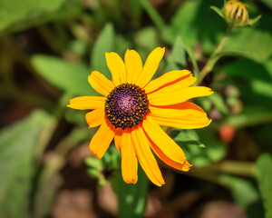 Black-eyed Susan flower in the park