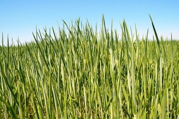 Green wheat field close up image. Wheat field image. View on fresh ears of young green wheat and on nature in spring summer field 