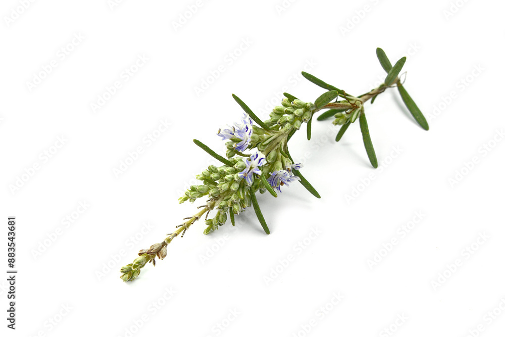 Wall mural Rosemary branch and flowers isolated on white. Rosemary sprig flowering isolated on white background. Aromatic evergreen shrub