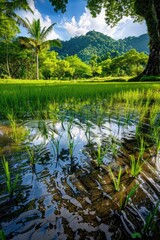 A serene small pond surrounded by lush green grass and possibly used as a scenic backdrop or for nature-themed projects