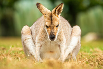 The red-necked wallaby or Bennett's wallaby is a medium-sized macropod marsupial, common in the...