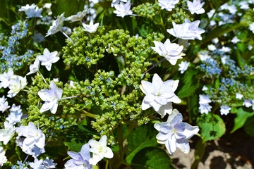隅田の花火（アジサイ）
