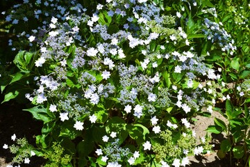 隅田の花火（アジサイ）