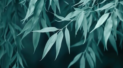 Fototapeta premium In a supernatural scene, ghostly willow leaves swayed gracefully, their ethereal tendrils weaving a delicate pattern in the supernatural breeze
