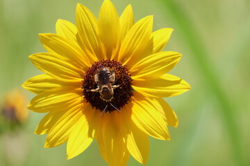 Bee on flower