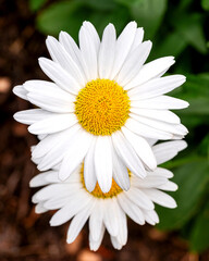 Fototapeta premium Blooming oxeye daisy flowers