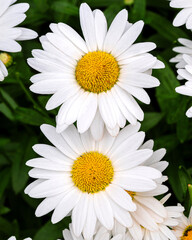 Obraz premium Blooming oxeye daisy flowers
