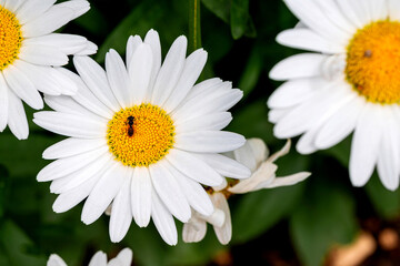 Obraz premium Blooming oxeye daisy flowers