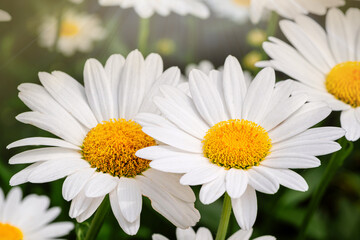 Blooming oxeye daisy flowers under sunlight