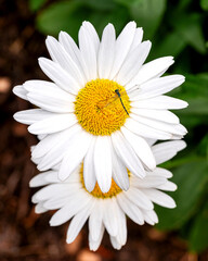 Fototapeta premium Blooming oxeye daisy flowers under sunlight