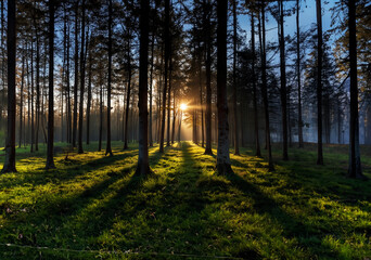 Obraz premium Peaceful time surrounded by trees.