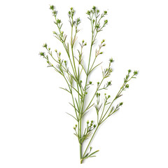 Fototapeta premium Bishops weed isolated on white background. 3D rendering.