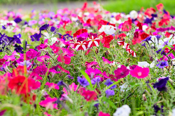 カラフルなペチュニア