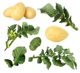 Potatoes and green leaves isolated on white, set