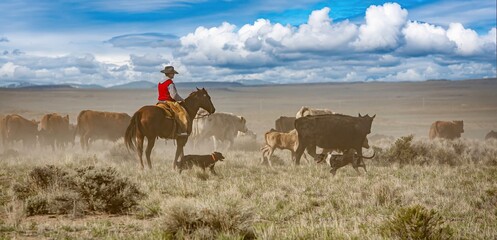 A cowboy and his dog riding through a sage brush and  desert grass pasture, moving a herd of cattle from one pasture to another.