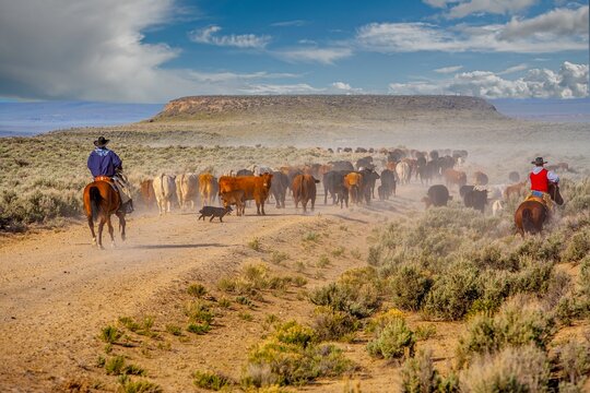 Two cowboys on horseback, and a dog, driving a herd of cattle to a new pasture.
