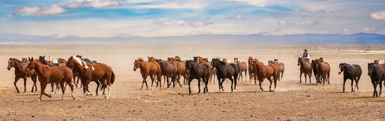  A cowboy from a ranch near Silver Lake, wrangling horses to be used for a roundup the following day.
