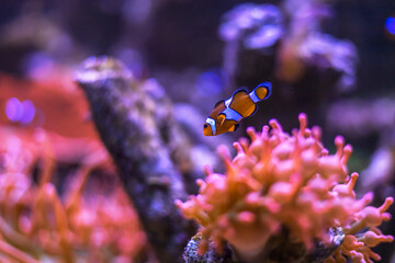Clownfish Swimming Among Coral Reef