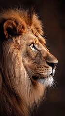 Naklejka premium Majestic lion posing with brown background