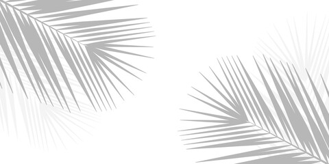 Soft shadows of palm leaves or coconut leaves Shadows of tropical trees copy space. transparent background png